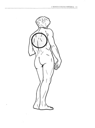 3. TRONCO E COLUNA VERTEBRAL   131
 