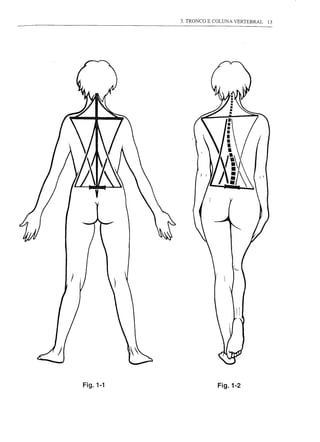 3. TRONCO E COLUNA VERTEBRAL   13




Fig.1-1                Fig.1-2
 