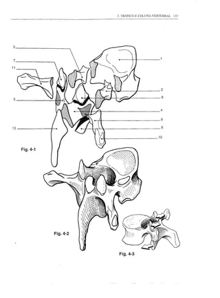 3. TRONCO E COLUNA VERTEBRAL   133




3


7

11




                                                2

                                                 6
 5

                                                4

                                                9

12                                              8

                                               10



     Fig.4-1




               Fig.4-2



                          Fig.4-3
 