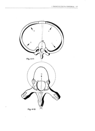 3. TRONCO E COLUNA VERTEBRAL   137




Fig.4-11




 Fig.4-10
 