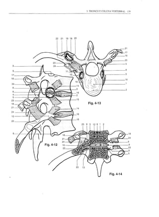 3. TRONCO E COLUNA VERTEBRAL        139




     22   21   19 18 20



                                                              21
                                                              17
                                                              18

                                                              23

                                                              3
 3
                                                              9
 5
17                                                            5
18                                                            16

24                                                            1

 6
                                                              2
 8
 4
 5
23
18                              Fig.4-13
21                        14
24
                          16
10
                          15
22




 6                                                                  18
                                                                   24
                                                                   6
                                                                    8
                                                                   23
                                                                   9
                                                                   5




                                                Fig.4-14
 