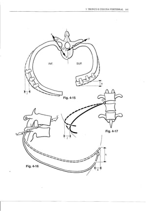 3. TRONCO E COLUNA VERTEBRAL   141




           Fig.4-15




                                     Fig.4-17



                                 )
                                     h



Fig.4-16
 