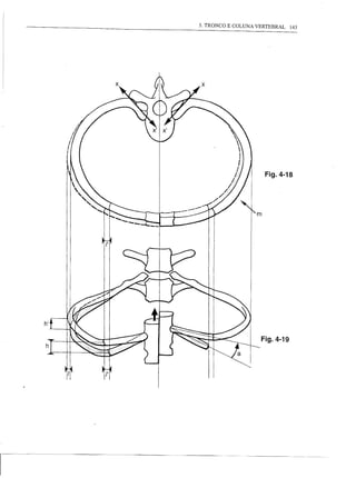 3. TRONCO E COLUNA VERTEBRAL 143




                             Fig.4-18




                        m




                            Fig.4-19




                                         ----




r--
                                                ..
 