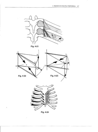 3. TRONCO E COLUNA VERTEBRAL   147




                Fig.4-21


o                          o




O'                         O'




     Fig.4-22                   Fig.4-23
 