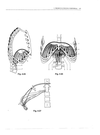 3. TRONCO E COLUNA VERTEBRAL   149




                                                          6


                                                          2




    7


Fig.4-25                    Fig.4-26


                      T9




                      o
           Fig.4-27
                      [J
 