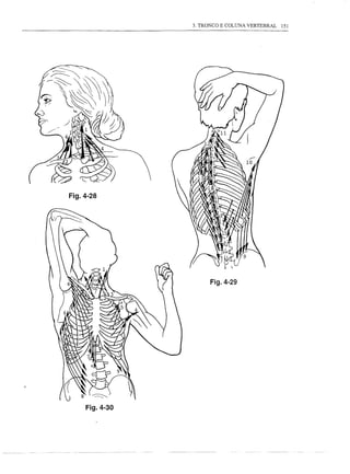 3. TRONCO E COLUNA VERTEBRAL   151




Fig.4-28




                      Fig.4-29




     Fig.4-30
 