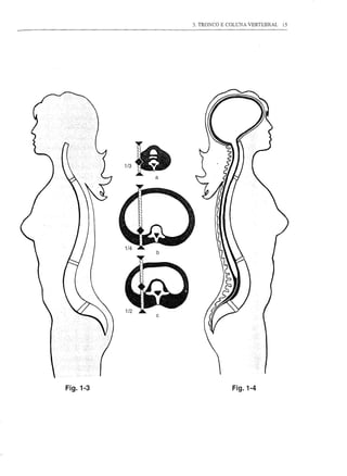 3. TRONCO E COLUNA VERTEBR.tL   15




          1/2   ~
                    c




Fig.1-3                               Fig.1-4
 