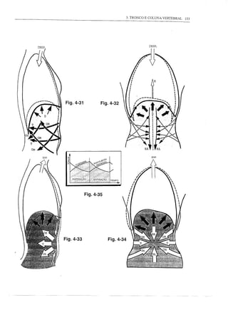 3. TRONCO E COLUNA VERTEBRAL   153




INSP.                                               INSP.




        Fig.4-31          Fig.4-32




                   Fig.4-35




        Fig.4-33              Fig.4-34
 