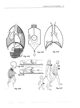 3. TRONCO E COLUNA VERTEBRAL   159




                      Fig.4-42             Fig.4-44

           Fig.4-43




Fig.4-48                                        Fig.4-47
 