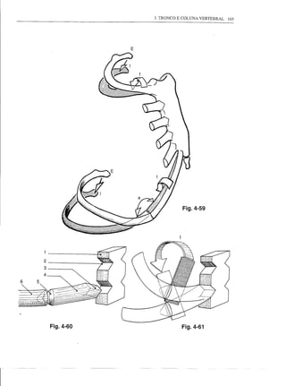 3. TRONCO E COLUNA VERTEBRAL   165




                           E




                                          Fig.4-59




            2
            3
            4
    6   5




                Fig.4-60                  Fig.4-61




r
 