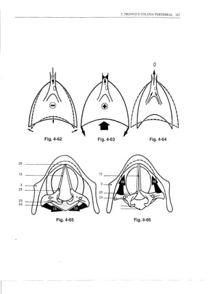 3. TRONCO E COLUNA VERTEBRAL   167




                                                     o




     Fig.4-62         Fig.4-63                     Fig.4-64




26


15


 3
25


23
24




           Fig.4-65                     Fig.4-66
 