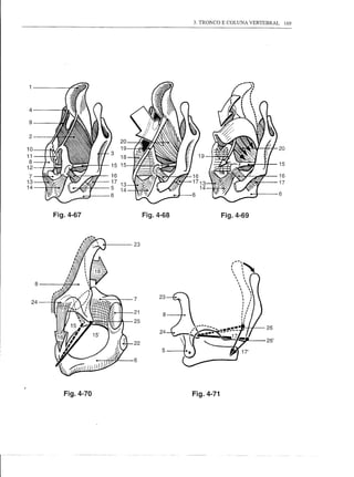 3. TRONCO E COLUNA VERTEBRAL       169




                      4

                      9

                      2

                     10                                                                                 20
                     11
                      8                                                                                 15
                     12
                      7                                                                                 16
                     13                                                                                 17
                     14
                                                                                                        6


                                   Fig.4-67                   Fig.4-68              Fig.4-69




.. --
24 .........•....   ---   ..   -   ." 26 ~
    622                               5
                                                      .. 11
      21
                          8~                    /~7           8   /
                                                                  23

                                                                                      •...1,
                                                                                         ·     I




                                          Fig.4-70                       Fig.4-71
 