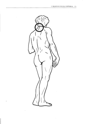 3. TRONCO E COLUNA VERTEBRAL   171
 