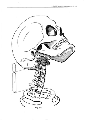 3. TRONCO E COLUNA VERTEBRAL   173




Fig.5-1
 