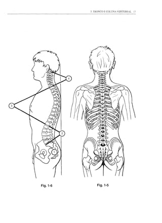 3. TRONCO E COLUNA VERTEBR.'L   17




Fig.1-6        Fig.1-5
 