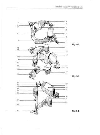 3. TRO:'-iCO E COLUNA VERTEBRAL   175




    ,    ~
                            ~,           -  12
                     ~ / ..../".Utlty ~/JIII~11 l'
                                    'IV .• I
                            .<11111111
                                          '  .••••
                                                     ~~/~.

                                         ~ -----Jfll í 1.1 I f ! iJll;i~~
                                                         /
                                                                           11
                                                                              "ill! ~
                                                                                                 3
                                                                                                 10
                                                                                                                   1
             8
                   .. ';/.,
                  2'
                  29
                 17'
                  8'
                                  Fig.5-2 14
                                                 ~~l~                                         ., di;    .         4
                                                                                                                  7 13
                                                                                                                    17    Fig.5-3
                                                                                               ~




1   19
                 26'
                 25
                 20
                 24
                 23'

                 28
                       .   1.1'          •   I           ~I~lil
                                                           26



                                                                "
                                                                (~
                                                                  ~I~~i~
                                                             /"./~'I.#1>                 22'
                                                                                        23
                                                                                                        Fig.5-4
                                                                                                                   21
                                                                                                                   22




r
 