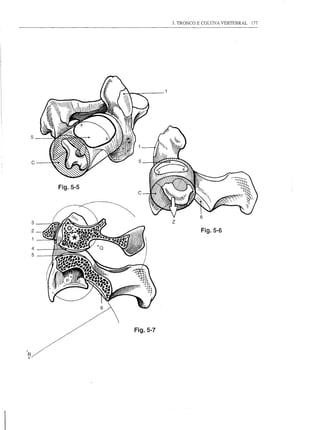 3. TRONCO E COLUNA VERTEBRAL   177




    5



    c


        Fig.5-5




    3                       z
    2                                  Fig.5-6
    1

    4
    5




                  Fig.5-7


R
+
 