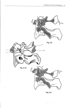 3. TRONCO E COLUNA VERTEBRAL   179




                     Fig.5-8
           F




                E




Fig.5-10




                    Fig.5-9
 