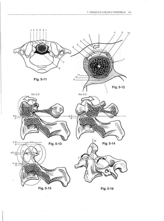 3. TRONCO E COLUNA VERTEBRAL   181




           7 4   5 3   2 1
                                                                           4   9     10




                                                 11
                                            12
                Fig.5-11                6



                                                                        Fig.5-12




  8




      I     -
  8                          Fig.5-13                            Fig.5-14

8/2   I'




  8




                                                                Fig.5-16
 