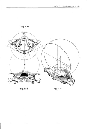 3. TRONCO E COLUNA VERTEBRAL   183




 Fig.5-17




     o




Fig.5-18     Fig.5-19
 