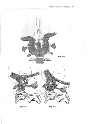 3. TRONCO E COLUNA VERTEBRAL   187




                       Fig.5-22




Fig.5-23   Fig.5-24
 