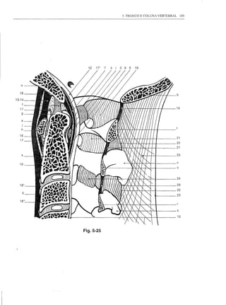 3. TRONCO E COLUNA VERTEBRAL        189




                                                    12   17"   7   4    i      3     9    5           19




I I
          a                               I
           .~j.I..JllIlm~~:::.:,~~X ~/YJ)1I/j i X X IlPlI /YJ.I / / j / //.1 ! ! 1//1/1 b19
          •• r~••~:iII.}A~ 23 ,.               X                                                            n



                     ·~I~I
                                   111                                 f...   '"     "
            .~ 23       ..•~"~~                   / / /t4.'''C'7í/6..'''f17I71 I                               21
       o 1
      17
       21
       hj
       22
       29
       e
      18
      16=-mf ~~~:".1(/ )111l1~··~;~lr~/t
      24                                                 f_                                  II   I    111//
                                                                                                               22




                                                                                                                    s
                                                                                                                    12



                                                 Fig.5-25
 