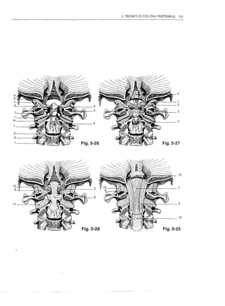 3. TRONCO E COLUNA VERTEBRAL         191




 a -
mq
 c V
 P
         ,~~~
           ~~
                     ~t~..
       ~~lHI"'.Á<-"'!.IJ~!SI1I
       1
                        ~ ~
                            "~IÍ'"
           l-.~"""~~~"IJlI.~....A
           -_.~---~ ..- ..
                                   h
                                          _
                                             ~;I~~
                                             ~"~.~~~~l e 5l'
                                       _,,~~~u
                                                   'P'
                                                   ~
                                                Fig.5-27 2
                                                              ---=-
                                                   __ • --~ ••_---_.-
                                   ~;;'·Á~,.~-"10h-~
                                                                      • ,"
                                                                             --
                                                                               .   ,
                                                                                   'l, llll'~   3~
                                                                                                      4        -
                                                                                                              ~-
                                                                                                                   ----._-----~--_.-   ..   ,--"   """




                                                                                                                              ~~í:::;;..,í~ilI~:I~~
                                                                                                                                                         .•. ,




                                                                                                                                                                        12


10
                                                                                                          2                                                             7
 9

                                                                                                          6

11                                                                                                                                                                      8



                                                                                                                                                                        12



                                                                                       Fig.5-28                                                                  Fig.5-29
 