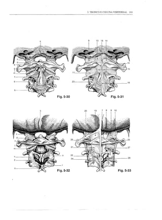 3. TRONCO E COLUNA VERTEBRAL 193




                     9




 k

'p              23                               18


q


     Fig.5-30                        Fig.5-31



                         19      8   9   10
 