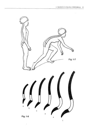 3. TRONCO E COLUNA VERTEBRAL   19




                                    Fig.1-7




 a
          b
              c
                  d

Fig.1-8
 