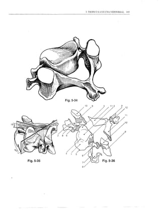 3. TRONCO E COUJNA VERTEBRAL        195




           Fig.5-34
                      10
                                                3'   12


                                                     11


                                                     10'


                                                     9'




Fig.5-35                          Fig.5-36
 