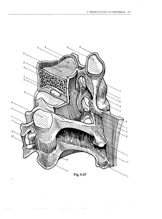 3. TRONCO E COLl~A   VERTEBRAL       197




         b   5   d      6'

     a


     3



     1
     2



     b



d




                                                                 9



9

10                                                               8




                 c
                     Fig.5-37
 