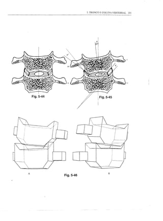 3. TRONCO E COLUNA VERTEBRAL   201




                                 a




    Fig.5-44                         Fig.5-45




A                                          B
               Fig.5-46
 