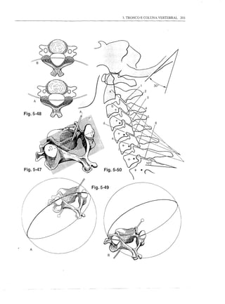 3. TRONCO E COLUNA VERTEBRAL   203




Fig.5-48




Fig.5-47




  A
 