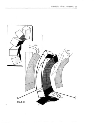 3. TRONCO E COLUNA VERTEBRAL   205




Fig.5-51
 