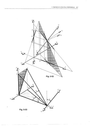3. TRONCO E COLUNA VERTEBRAL   207




           Fig.5-52




           v




Fig.5-53
 