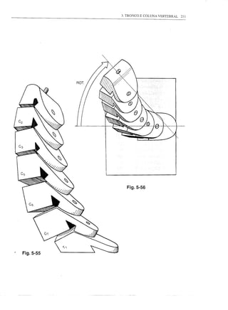 3. TRONCO E COLUNA VERTEBRAL   211




             Fig.5-56




Fig.5-55
 