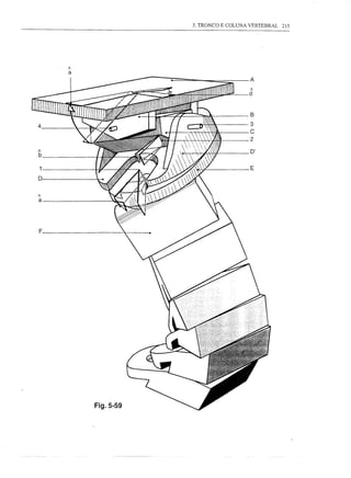 3. TRONCO E COLUNA VERTEBRAL   215




a
d        I I
         r:-=O /
    'lt..... /   .,-"                D'
                            C
3
D                                                        A
1                                          2   A
A                                                        E
B



                           {'~U~



F




                           Fig.5-59
 