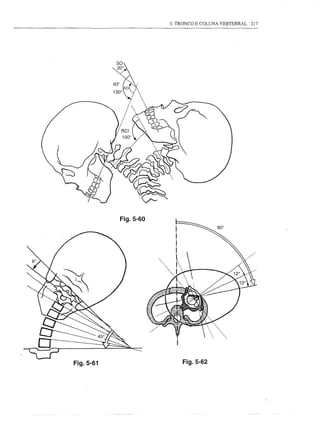 3. TRONCO E COLUNA VERTEBRAL   217




           Fig.5-60




Fig.5-61                  Fig.5-62
 