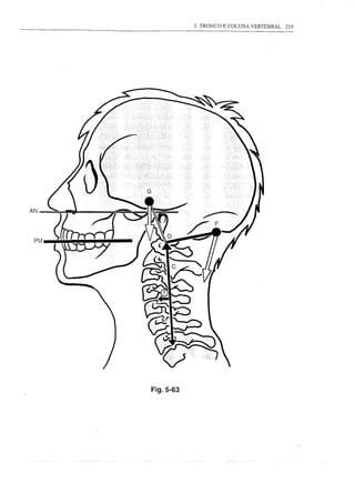 3. TRONCO E COLUNA VERTEBRAL   219




AN




 PM




      Fig.5-63
 