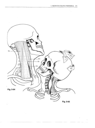 3. TRONCO E COLUNA VERTEBRAL 221




Fig.5-64




                        Fig.5-65
 