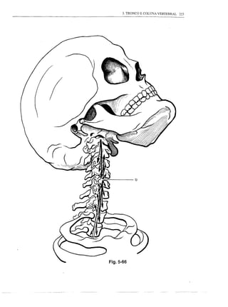 3. TRONCO E COLUNA VERTEBRAL   223




            Ip




Fig.5-66
 