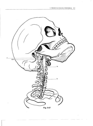 3. TRONCO E COLUNA VERTEBRAL   225




ri




                    ra




                    Ip




     Fig.5-67
 