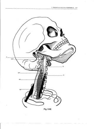 3. TRONCO E COLUNA VERTEBRAL   227




     ri




          Fig.5-68




lU
 
