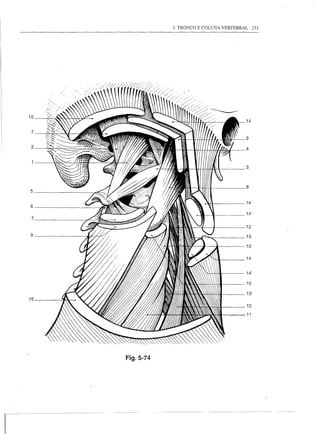 3. TRONCO E COLUNA VERTEBRAL         233




15


 7


 2



                                               3


                                               8
5

                                               14
6
                                               14'
 7
                                               12'

                                               13

                                               10'

                                               14


                                               14'

                                               10

                                               13'

                                               12

                                               11




     Fig.5-74
 