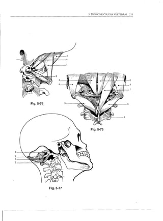 3. TRONCO E COLUNA VERTEBRAL       235




                              4




                                                                     2

                                                                     4




        Fig.5-76                                                 3




                                   Fig.5-75




    4
    2
    1
    3




                   Fig.5-77




r
 