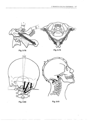 3. TRONCO E COLUNA VERTEBRAL   237




Fig.5-78      Fig.5-79




Fig.5-80    Fig.5-81
 