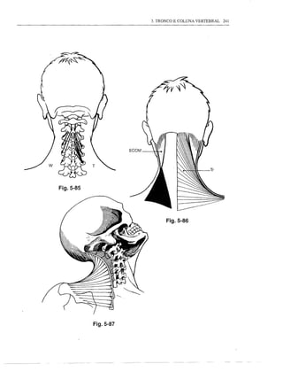 3. TRONCO E COLUNA VERTEBRAL   241




Fig.5-85




                            Fig.5-86




           Fig.5-87
 