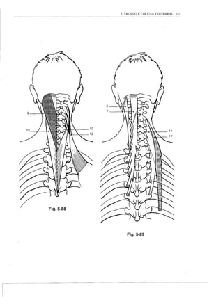 3. TRONCO E COLUNA VERTEBRAL   243




   Fig.5-89
 