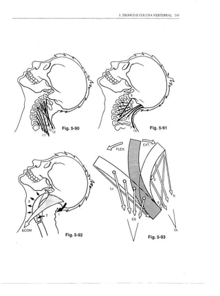 3. TRONCO E COLUNA VERTEBRAL    245




Fig.5-90                           Fig.5-91



            ~x.




                                                 Tr




                                                  DL

 Fig.5-92
                                  Fig.5-93
 