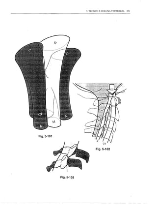 3. TRONCO E COLUNA VERTEBRAL   251




Fig.5-101



                               Fig.5-102




            Fig.5-103
 